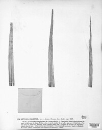 Mycosphaerella graminicola image
